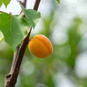 an-apricot-is-a-fruit-or-the-tree-that-bears-the-fruit-of-several-species-in-the-genus-prunus